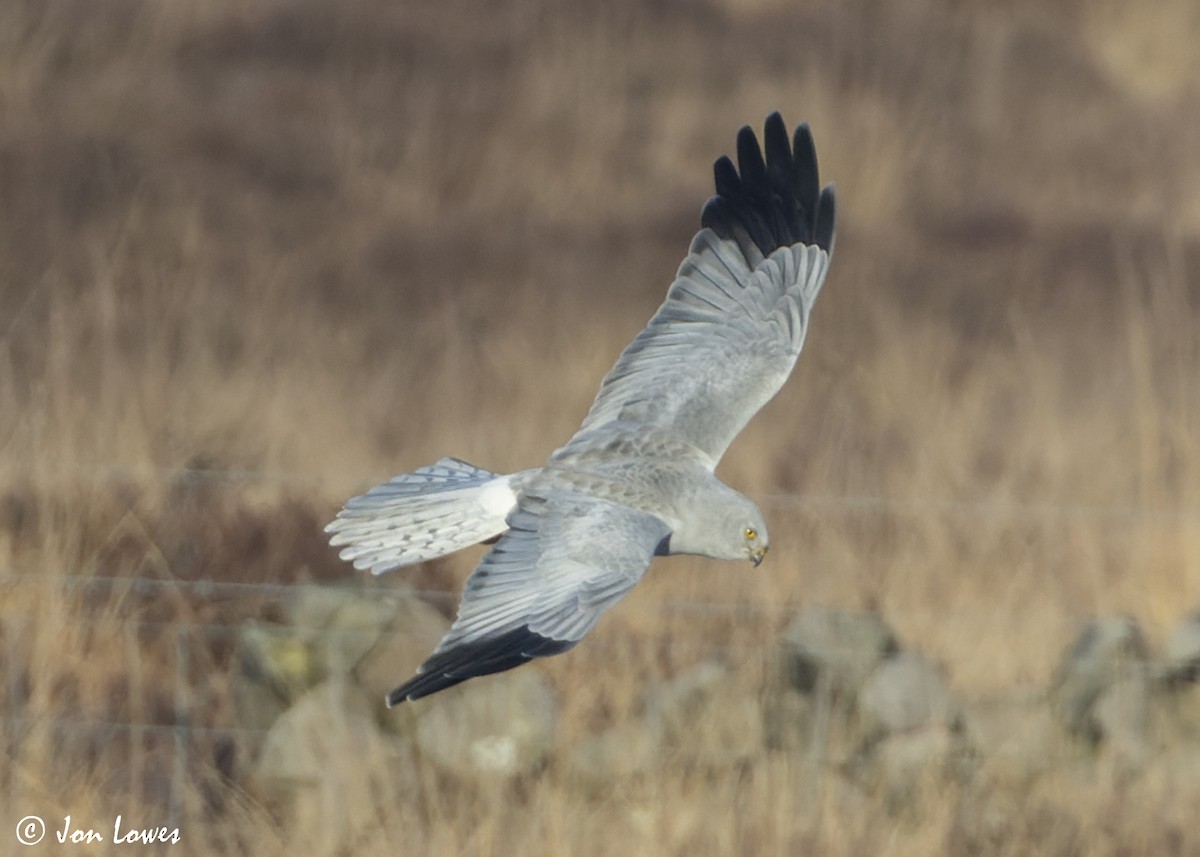 Hen Harrier - ML625740782