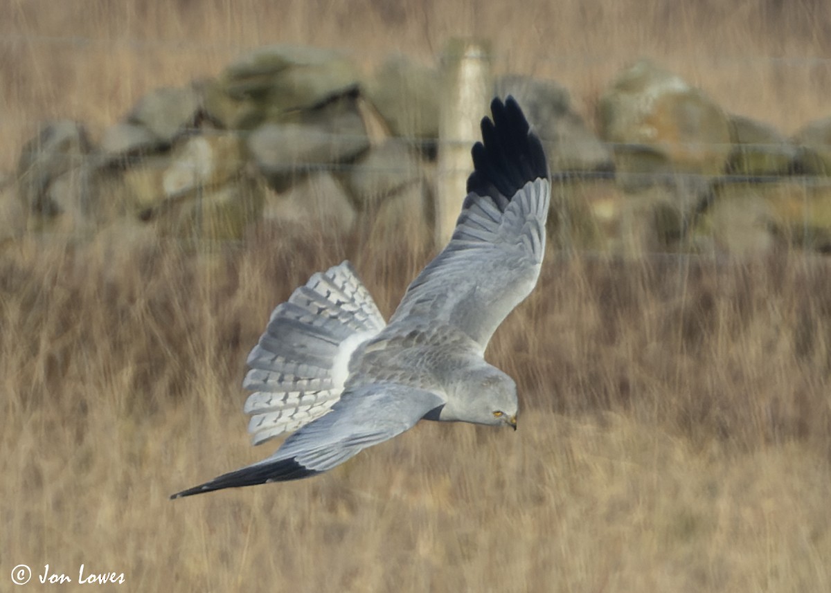 Hen Harrier - ML625740784