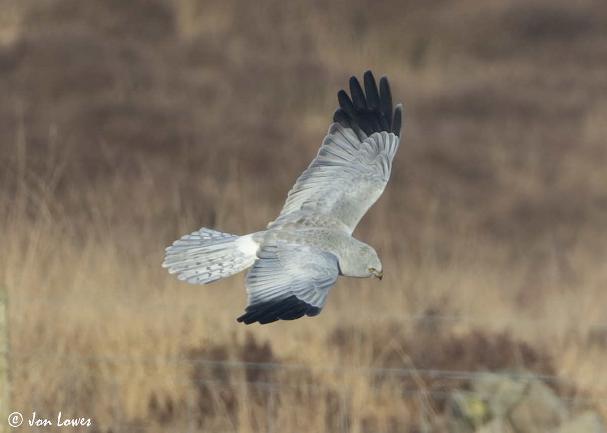 Hen Harrier - ML625740785