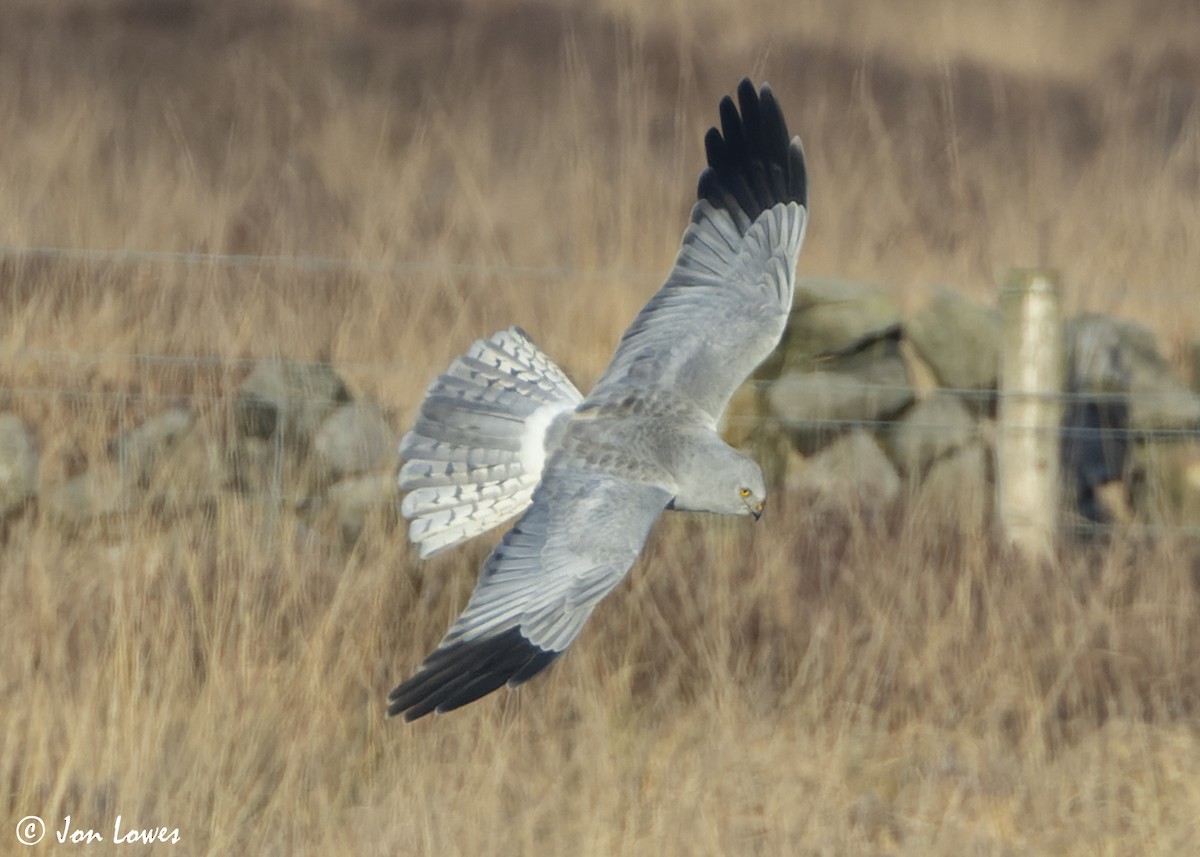 Hen Harrier - ML625740786