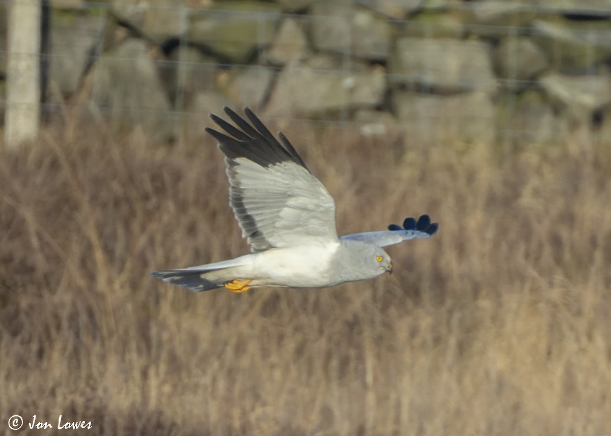 Hen Harrier - ML625740797