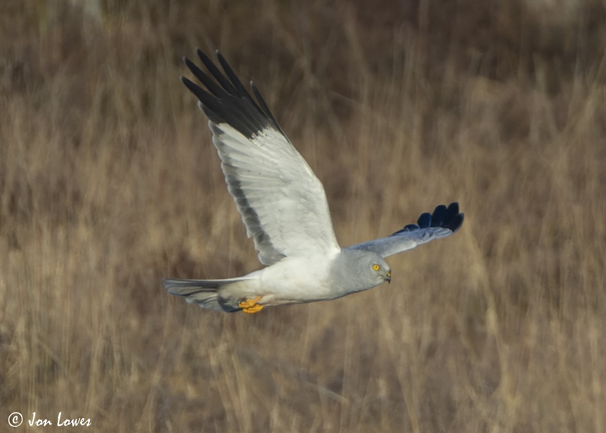 Hen Harrier - ML625740798