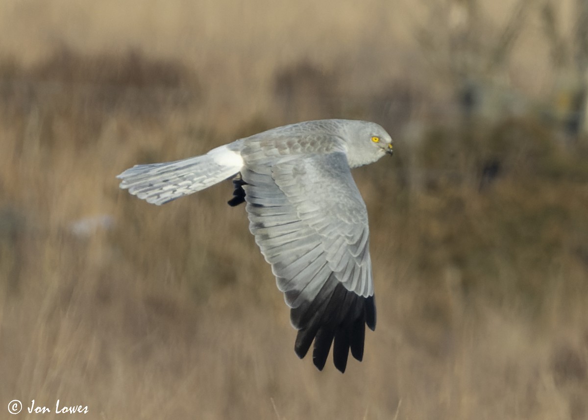 Hen Harrier - ML625740802