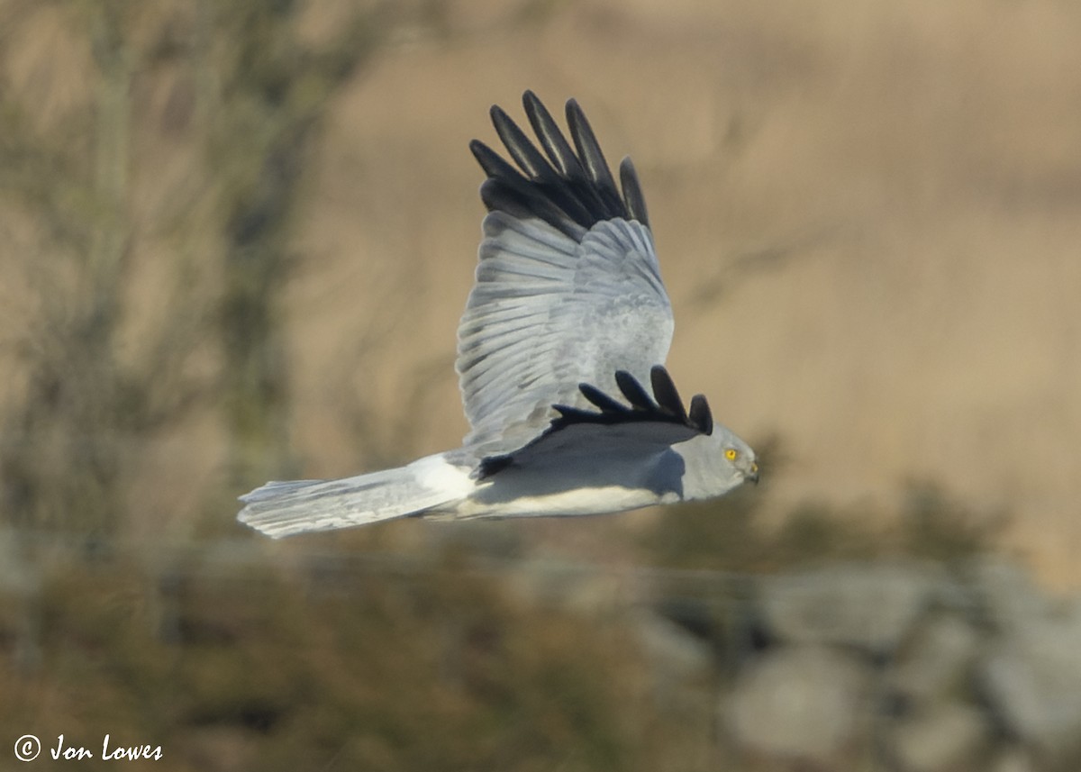 Hen Harrier - ML625740803