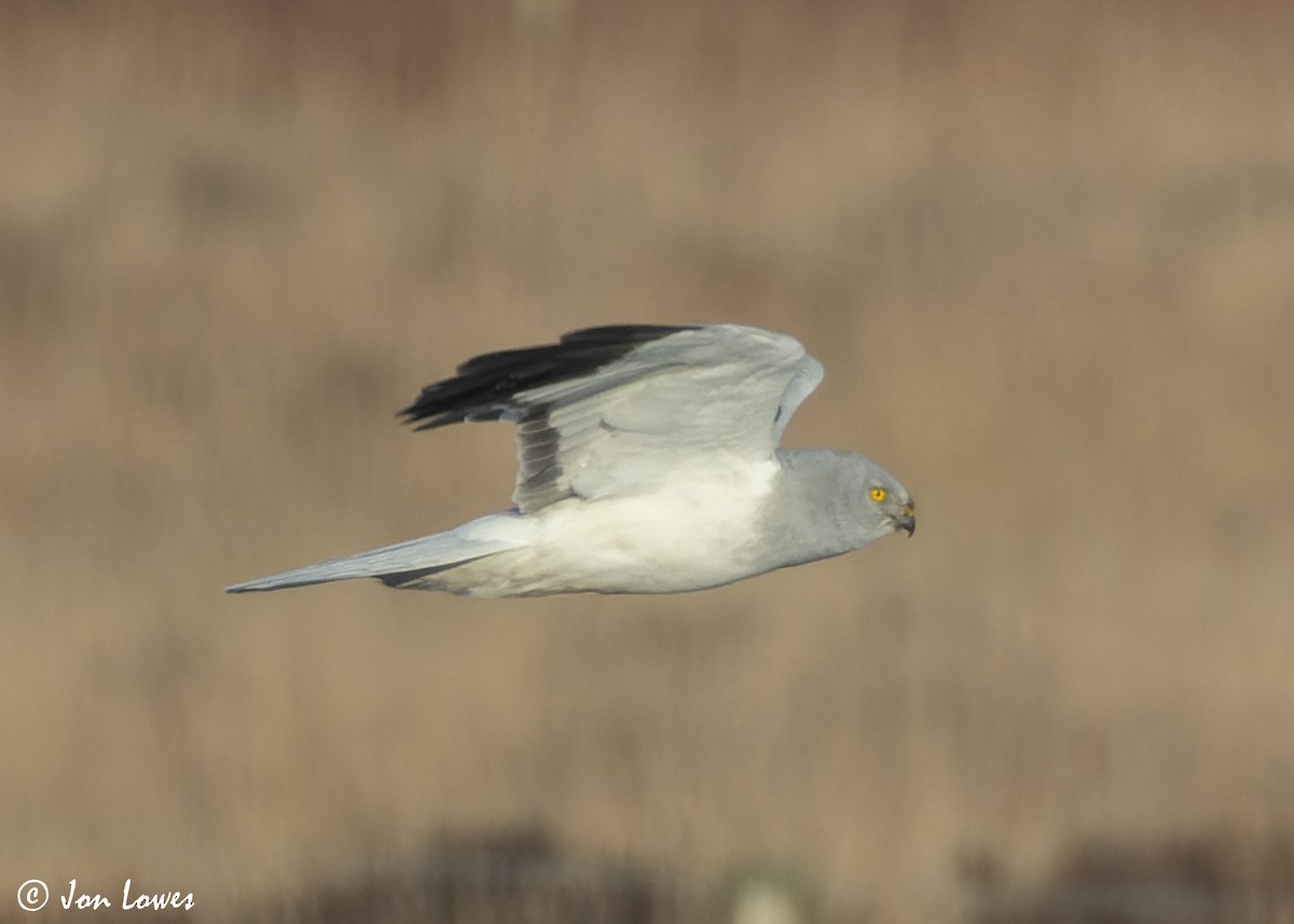 Hen Harrier - ML625740808