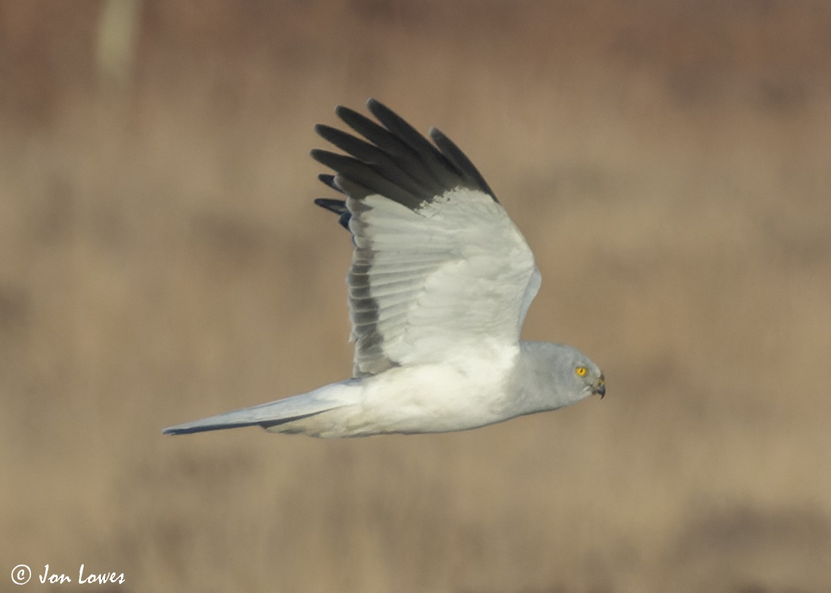 Hen Harrier - ML625740809