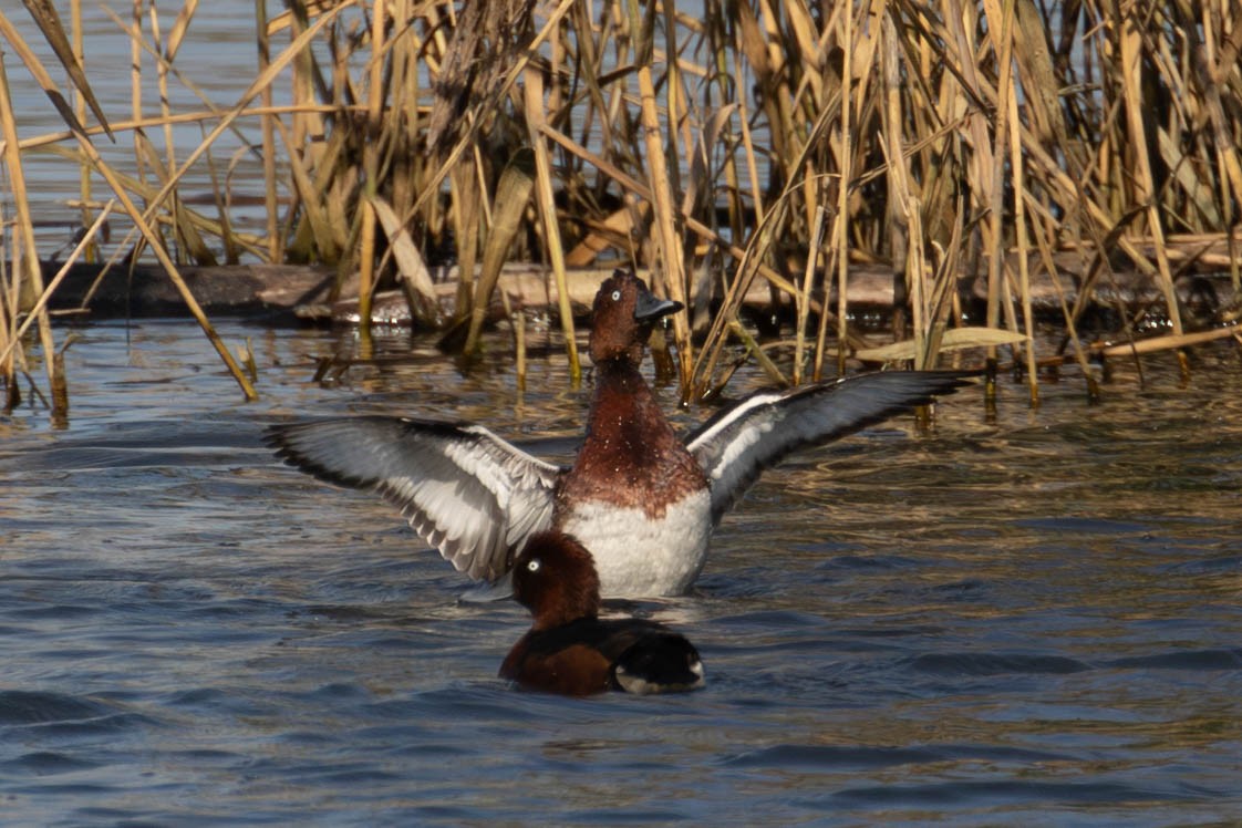 Ferruginous Duck - ML625741083