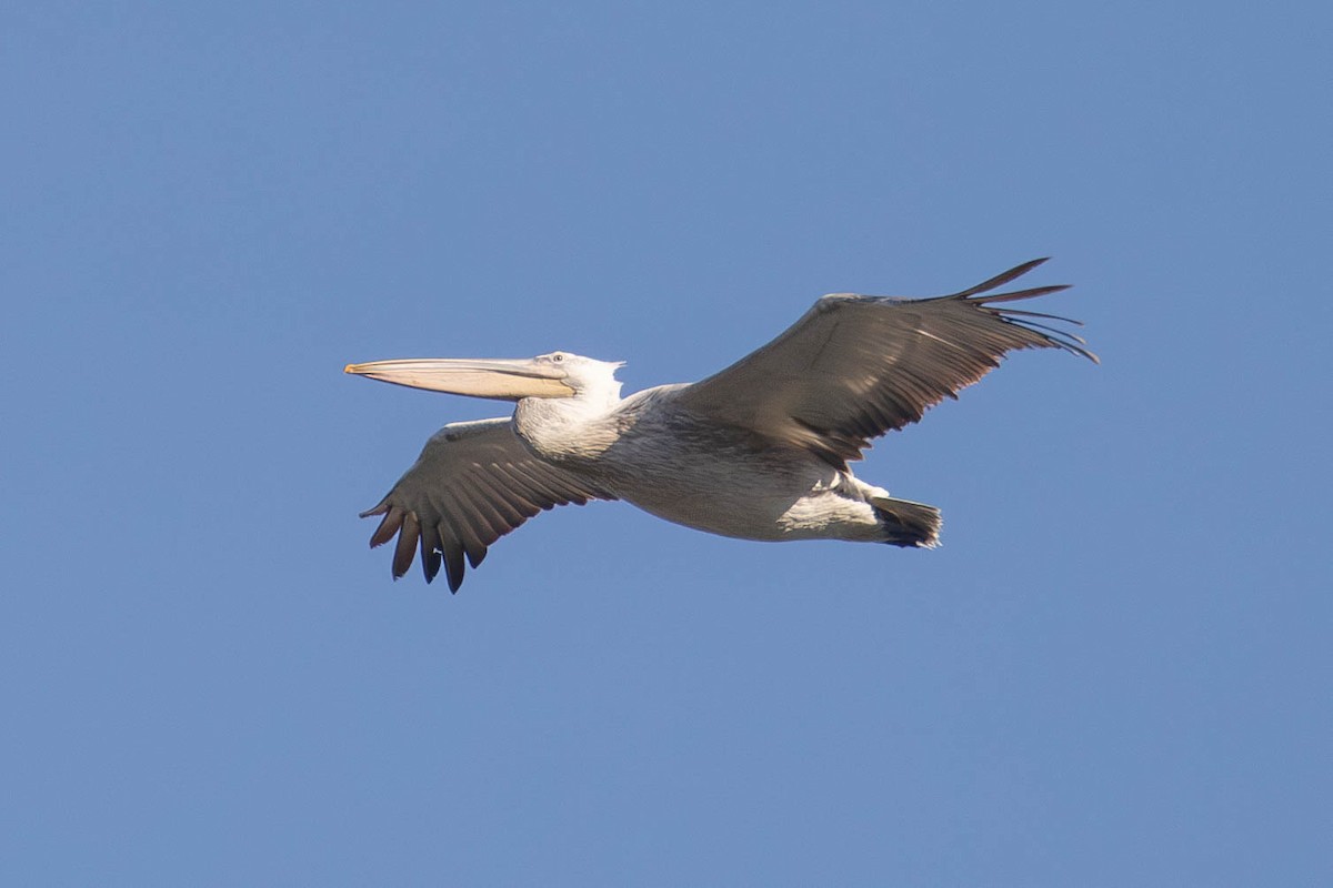Dalmatian Pelican - ML625741103