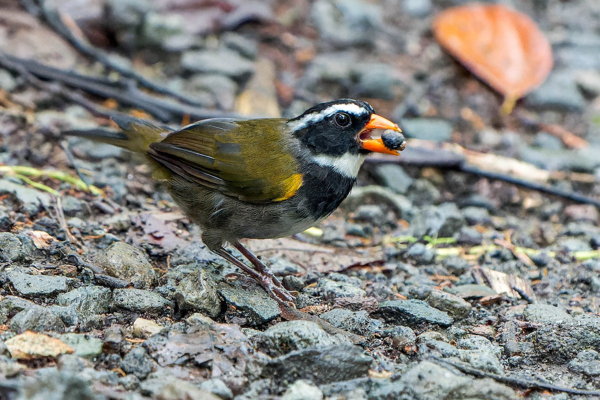 Orange-billed Sparrow - ML625741168