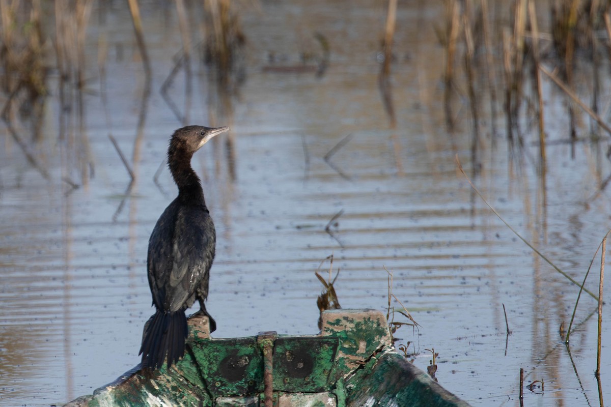 Pygmy Cormorant - ML625741206