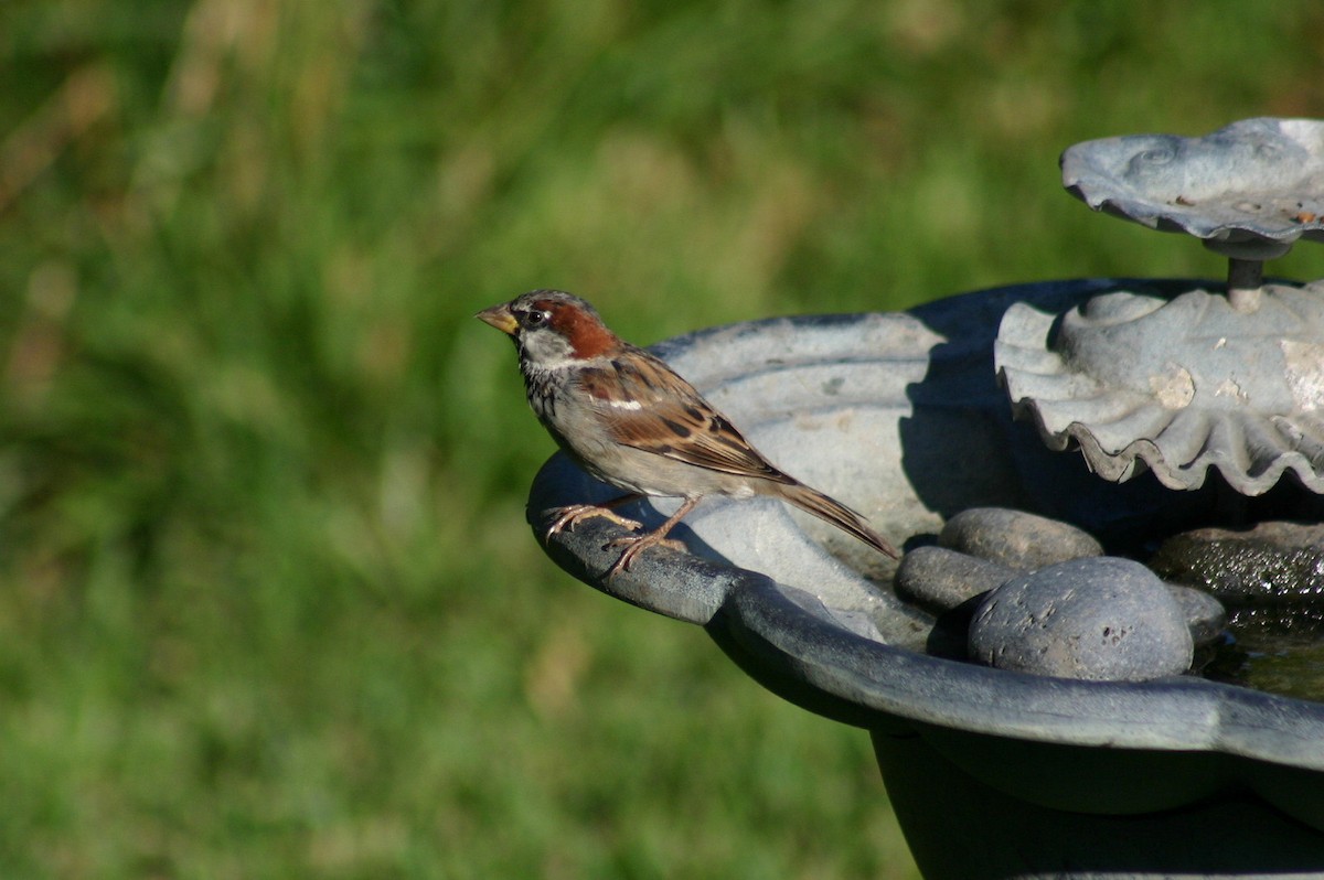 House Sparrow - David  Clark