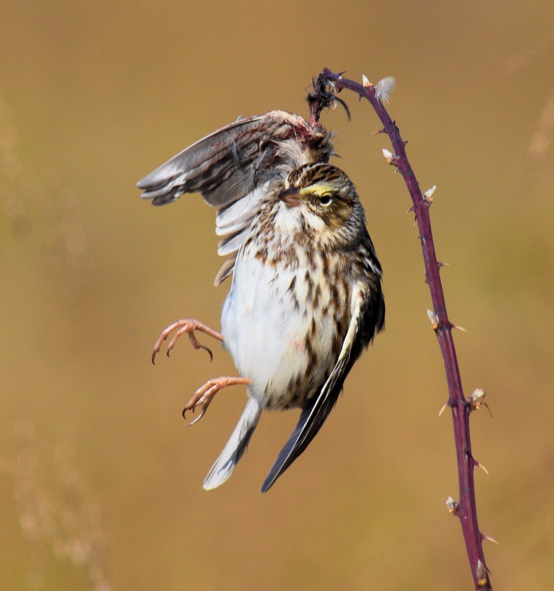 Savannah Sparrow - ML625741652