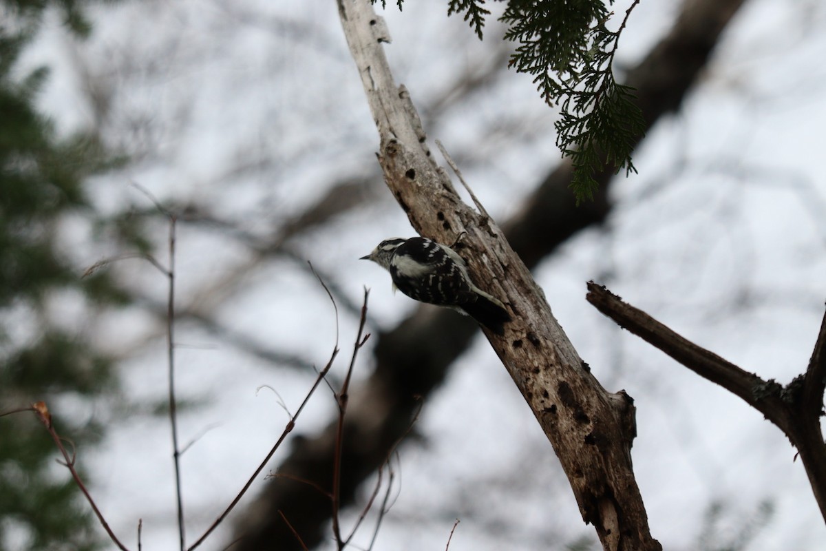Downy Woodpecker - ML625741670