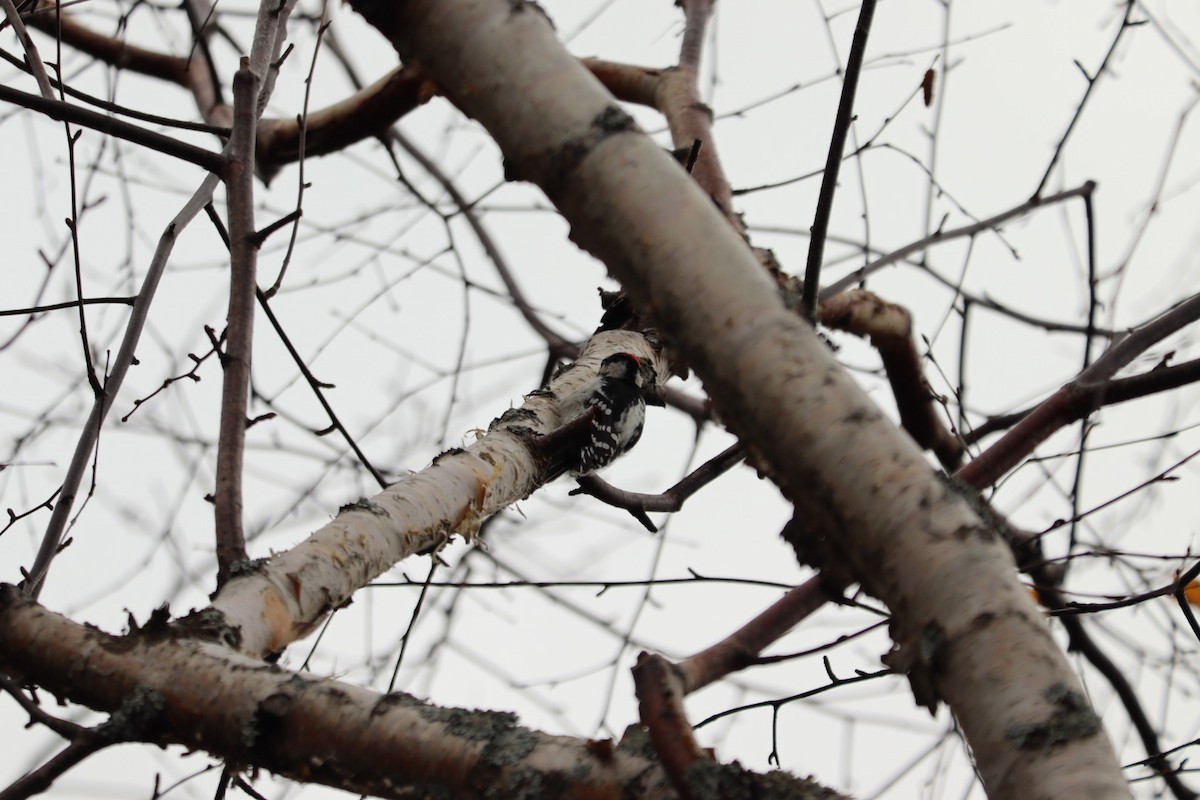 Downy Woodpecker - ML625741671