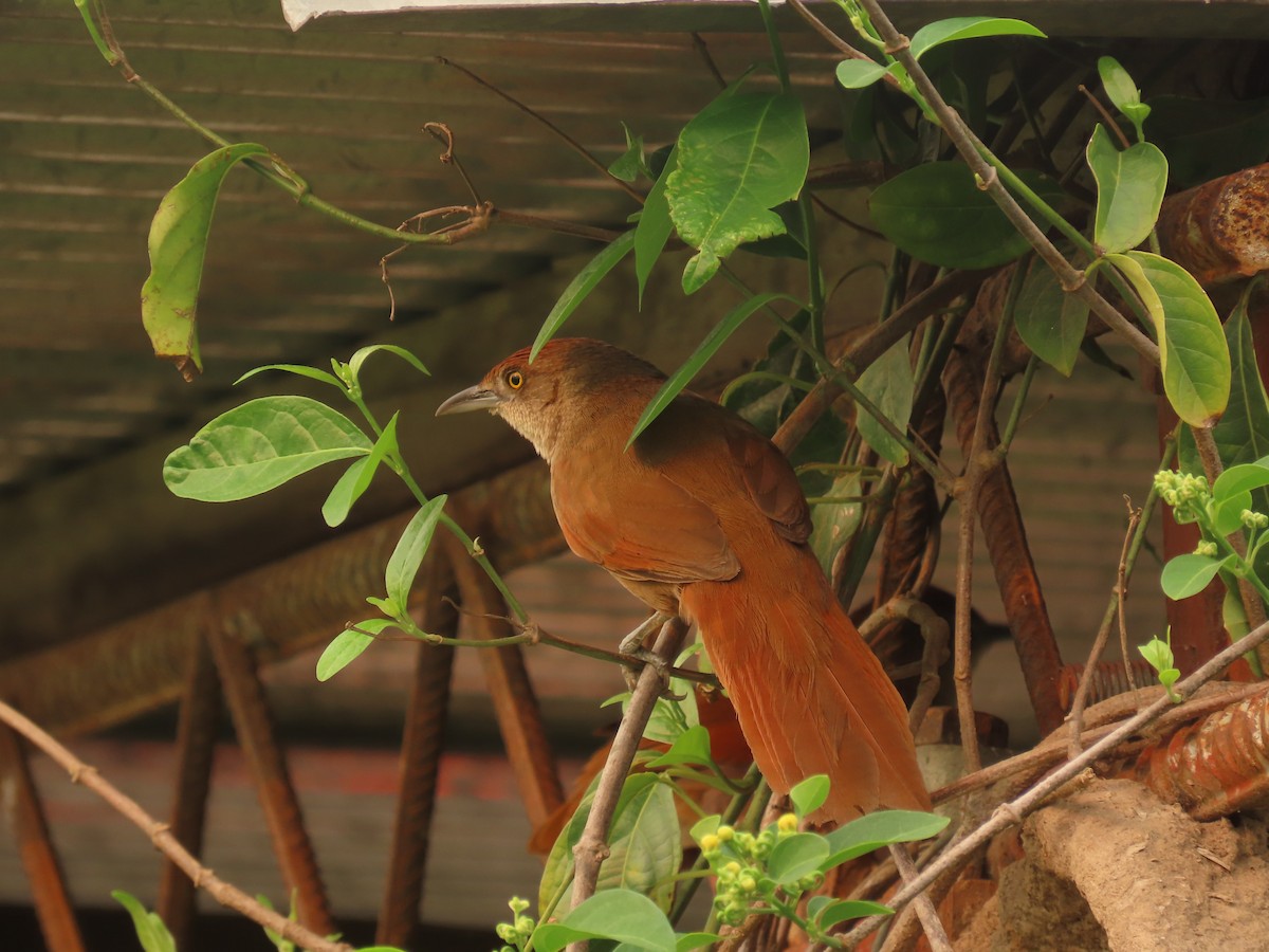 eBird Checklist - 1 Oct 2024 - Posada Jabirú - 18 species