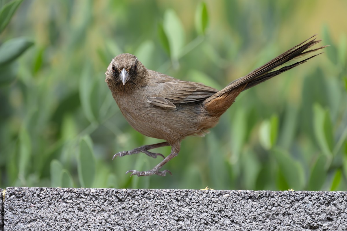 Abert's Towhee - ML625741887