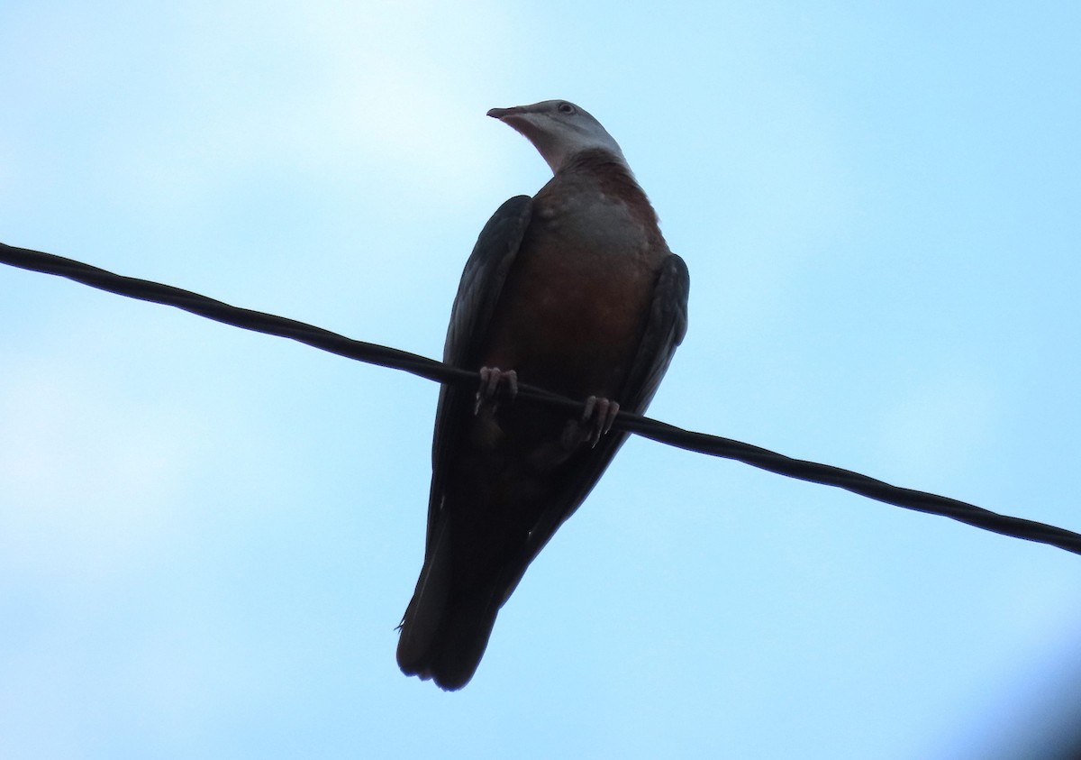 Spotted Imperial-Pigeon - ML625741888