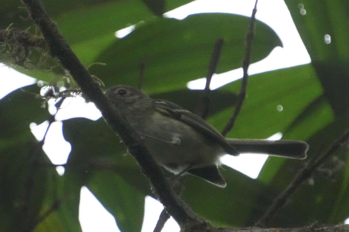 Bahia Tyrannulet - ML625742157