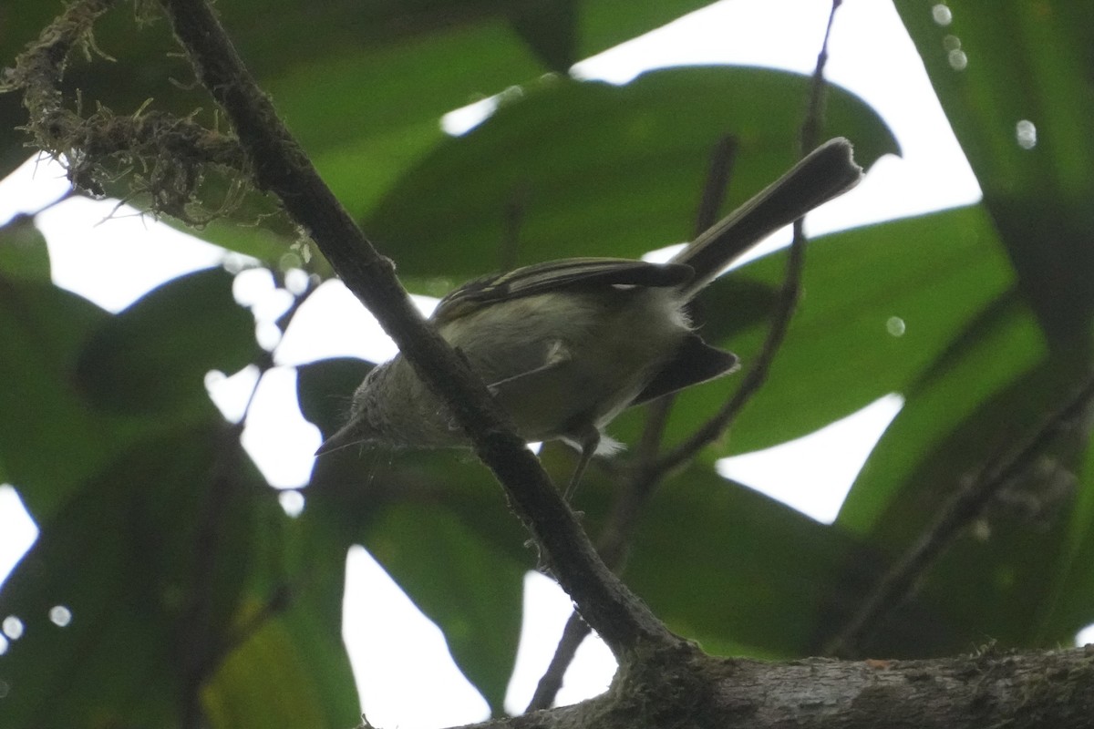 Bahia Tyrannulet - ML625742161