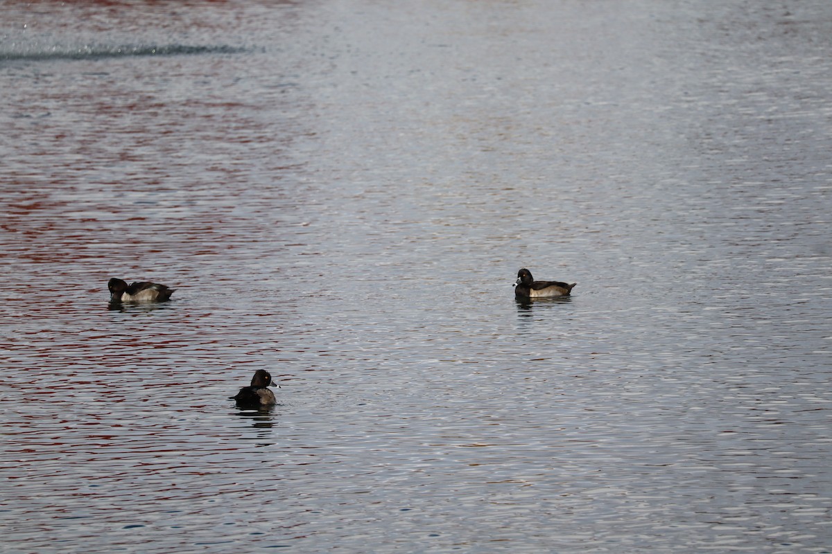 polák proužkozobý - ML625742222