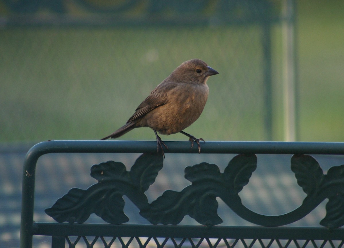 Brown-headed Cowbird - David  Clark