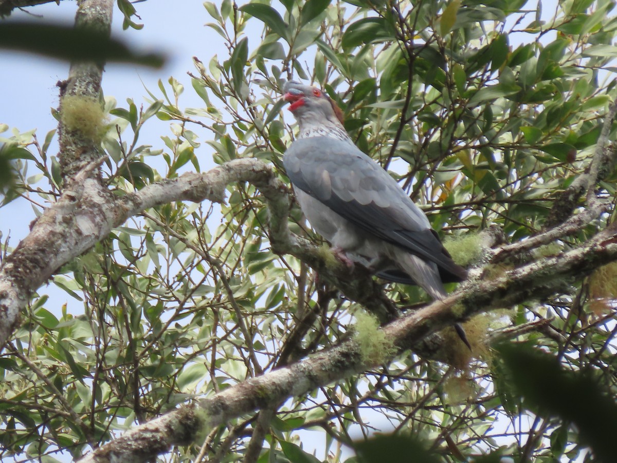 Topknot Pigeon - ML625742347