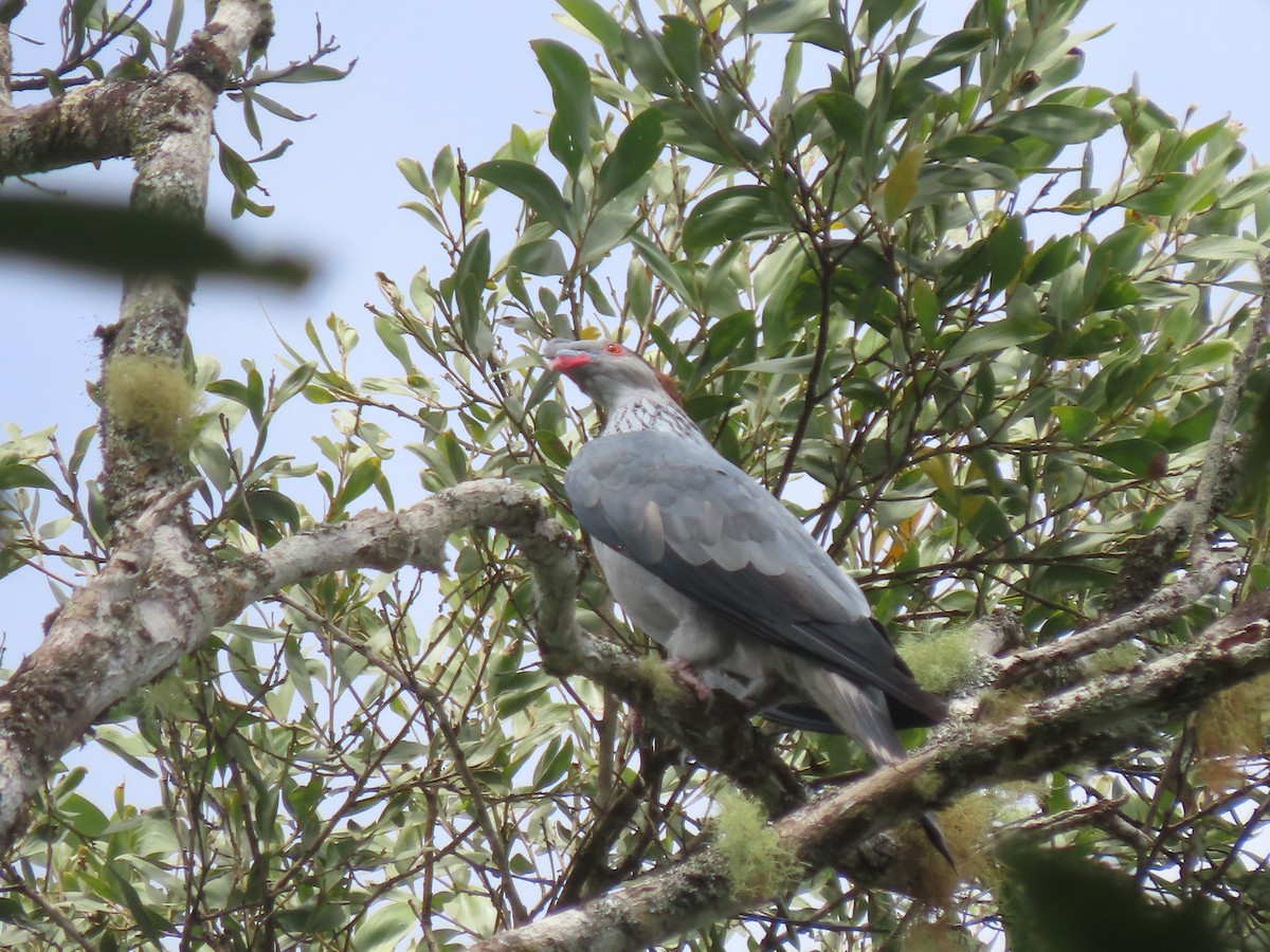 Topknot Pigeon - ML625742348