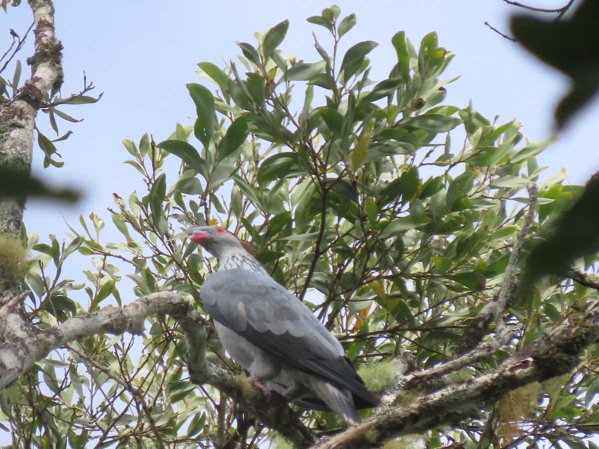 Topknot Pigeon - ML625742370