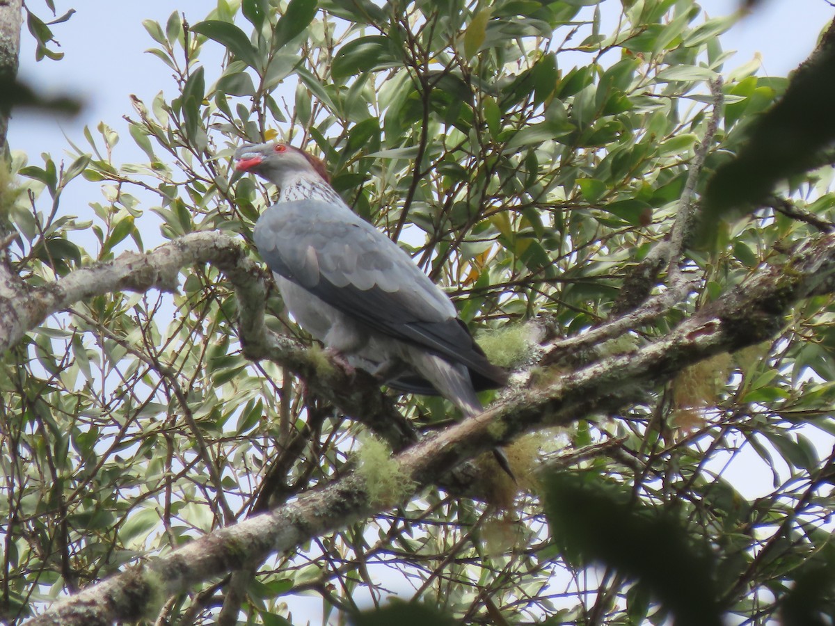 Topknot Pigeon - ML625742371