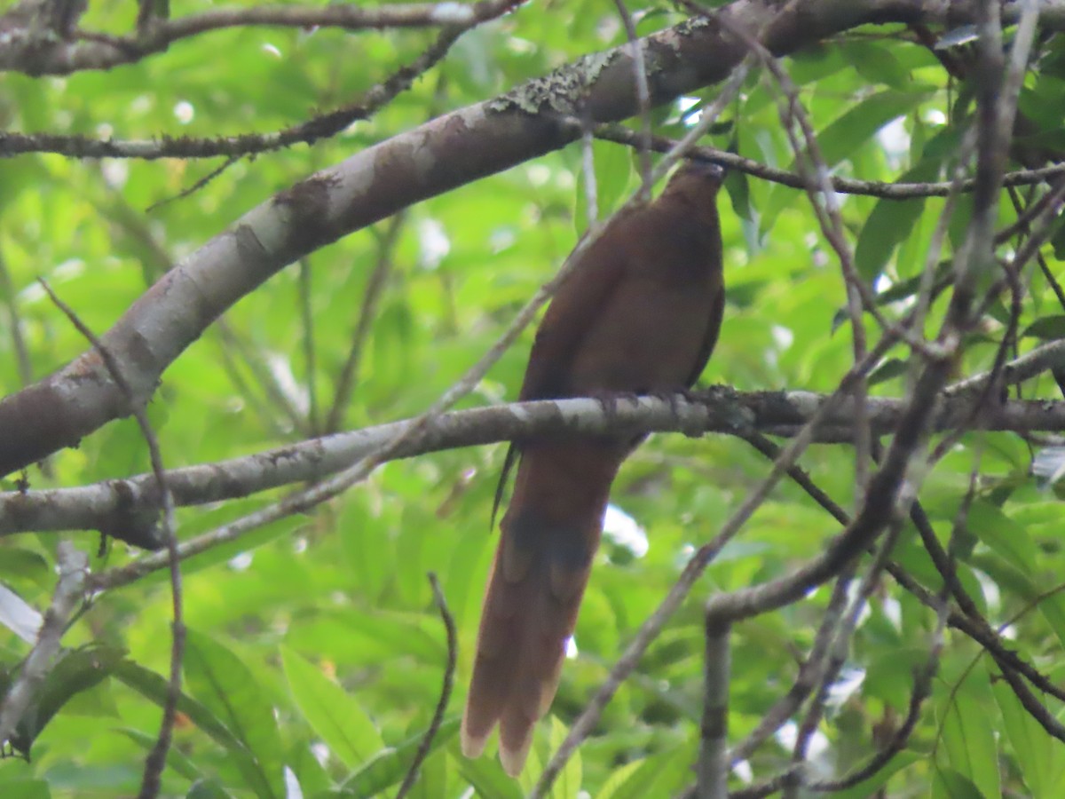 Brown Cuckoo-Dove - ML625742404