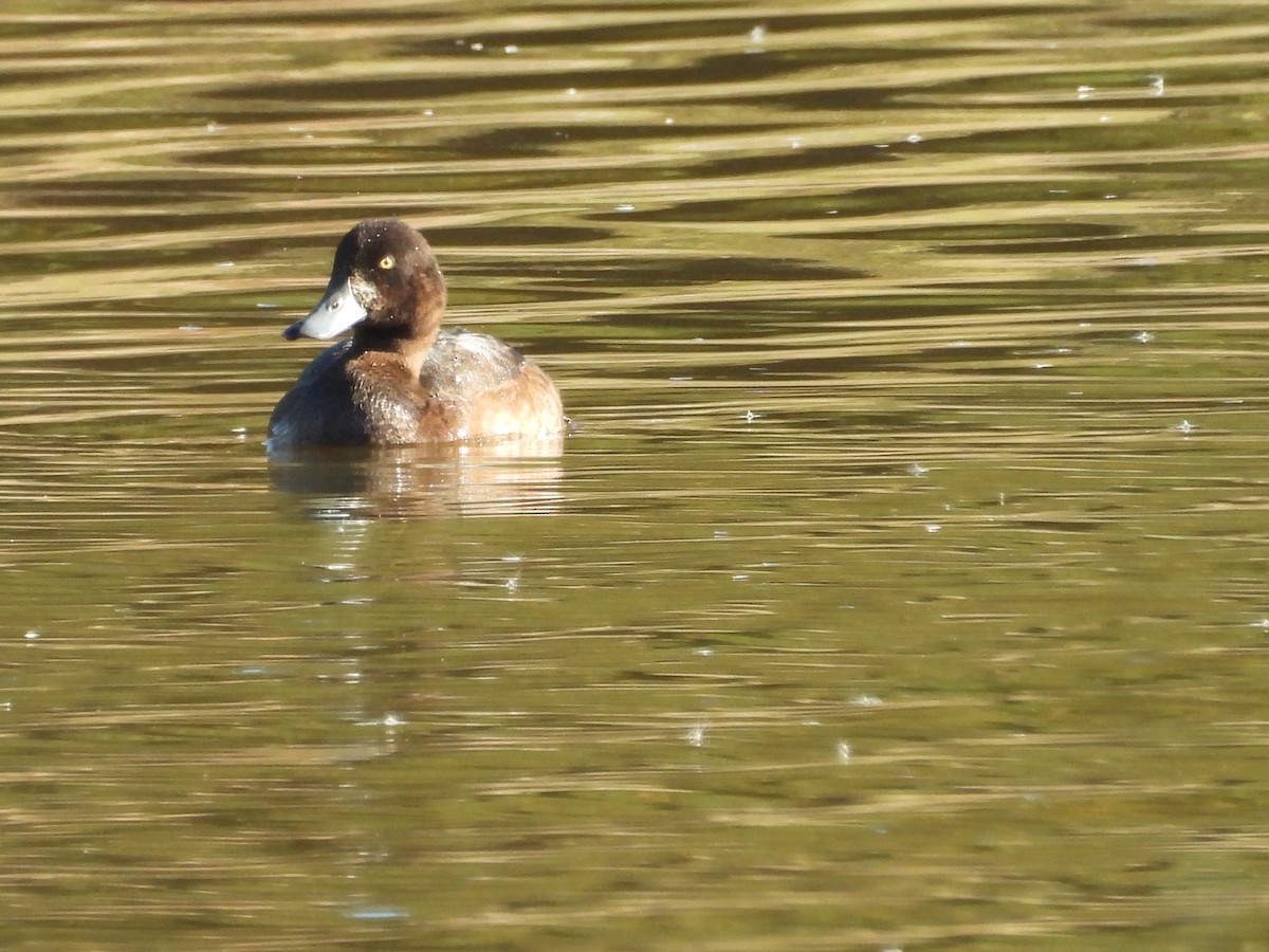 Greater Scaup - ML625742709