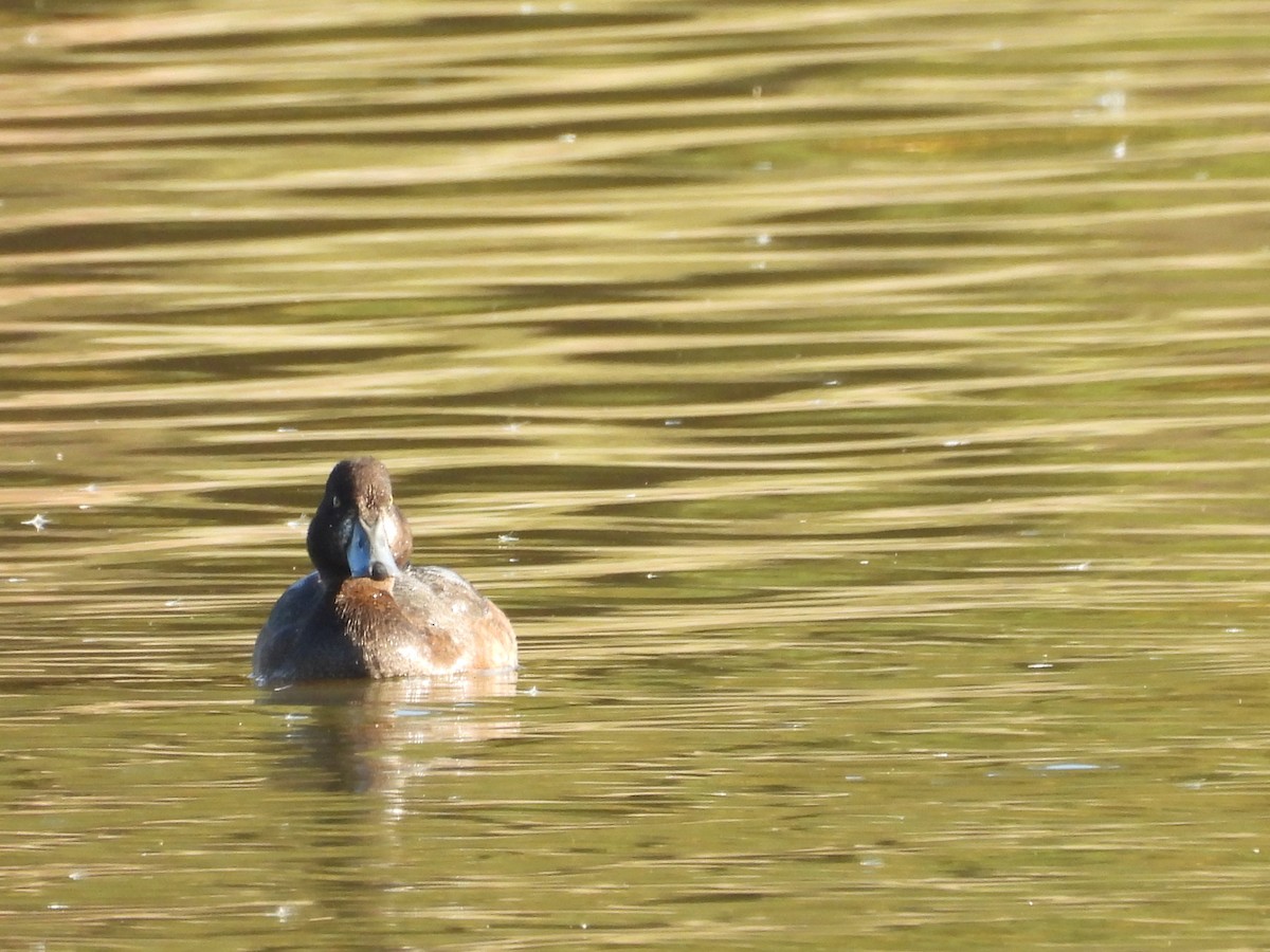 Greater Scaup - ML625742710