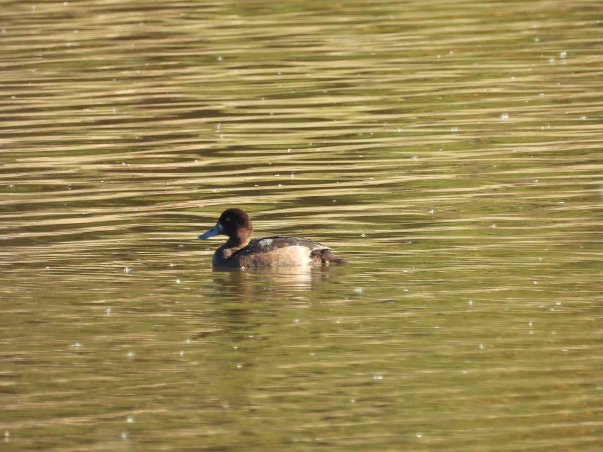 Greater Scaup - ML625742712