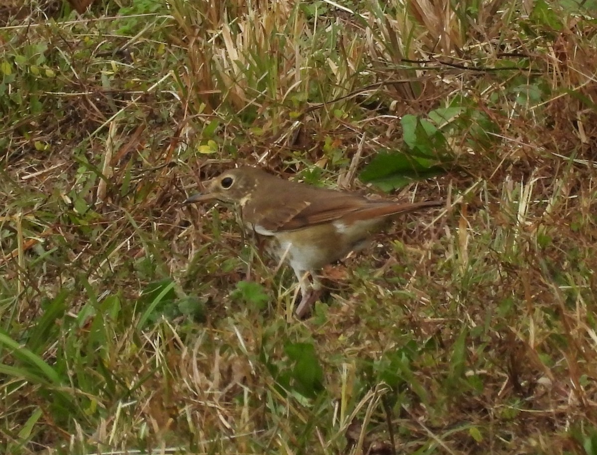 Hermit Thrush - ML625742775
