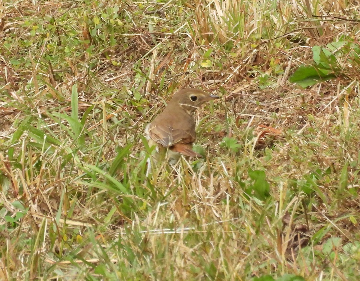 Hermit Thrush - ML625742776