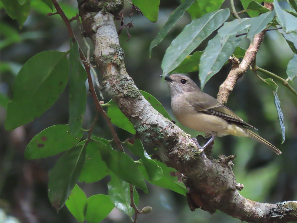 Golden Whistler (Eastern) - ML625742944