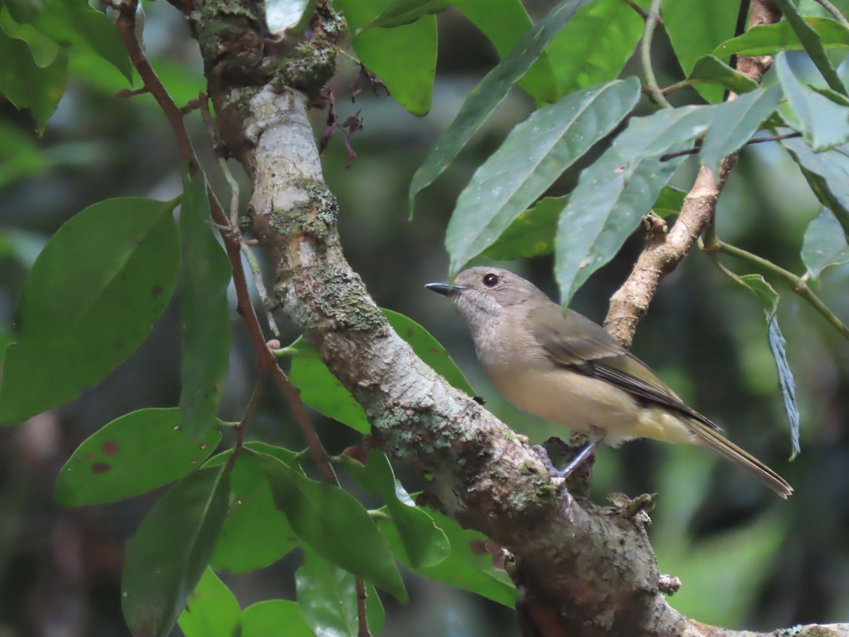 Golden Whistler (Eastern) - ML625742945