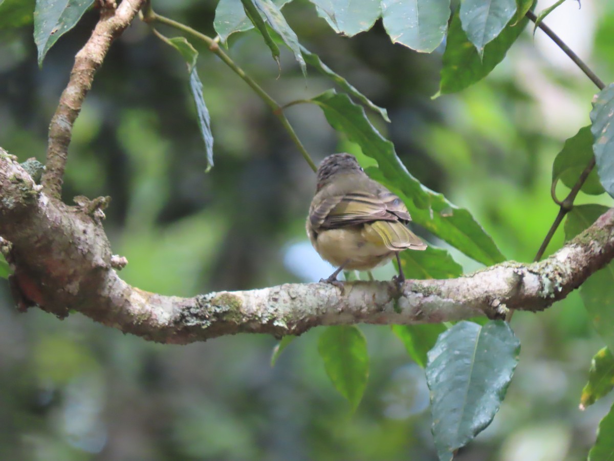 Golden Whistler (Eastern) - ML625742946