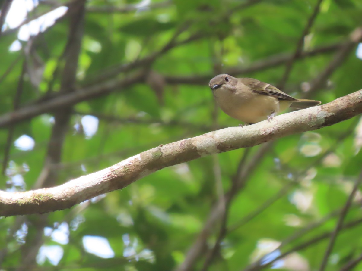 Golden Whistler (Eastern) - ML625742948