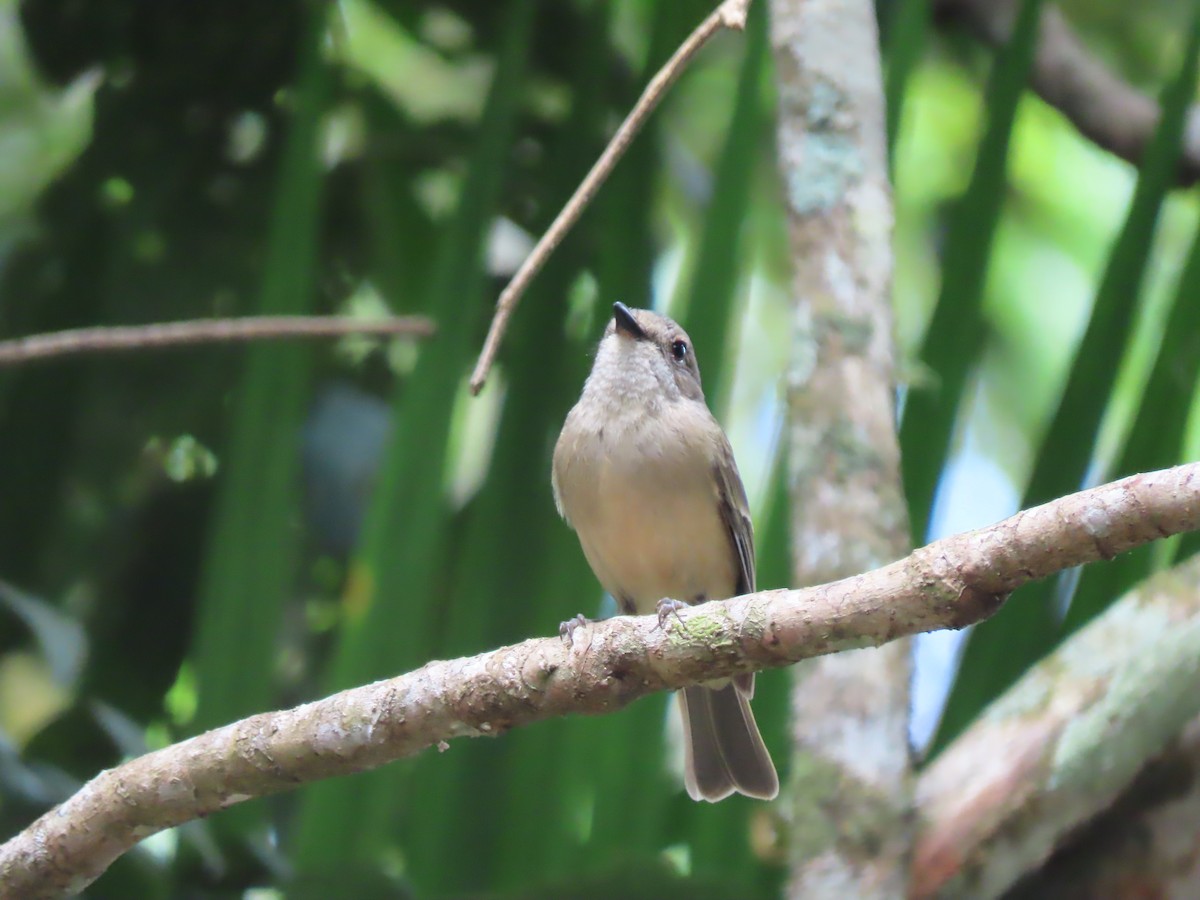 Golden Whistler (Eastern) - ML625742949