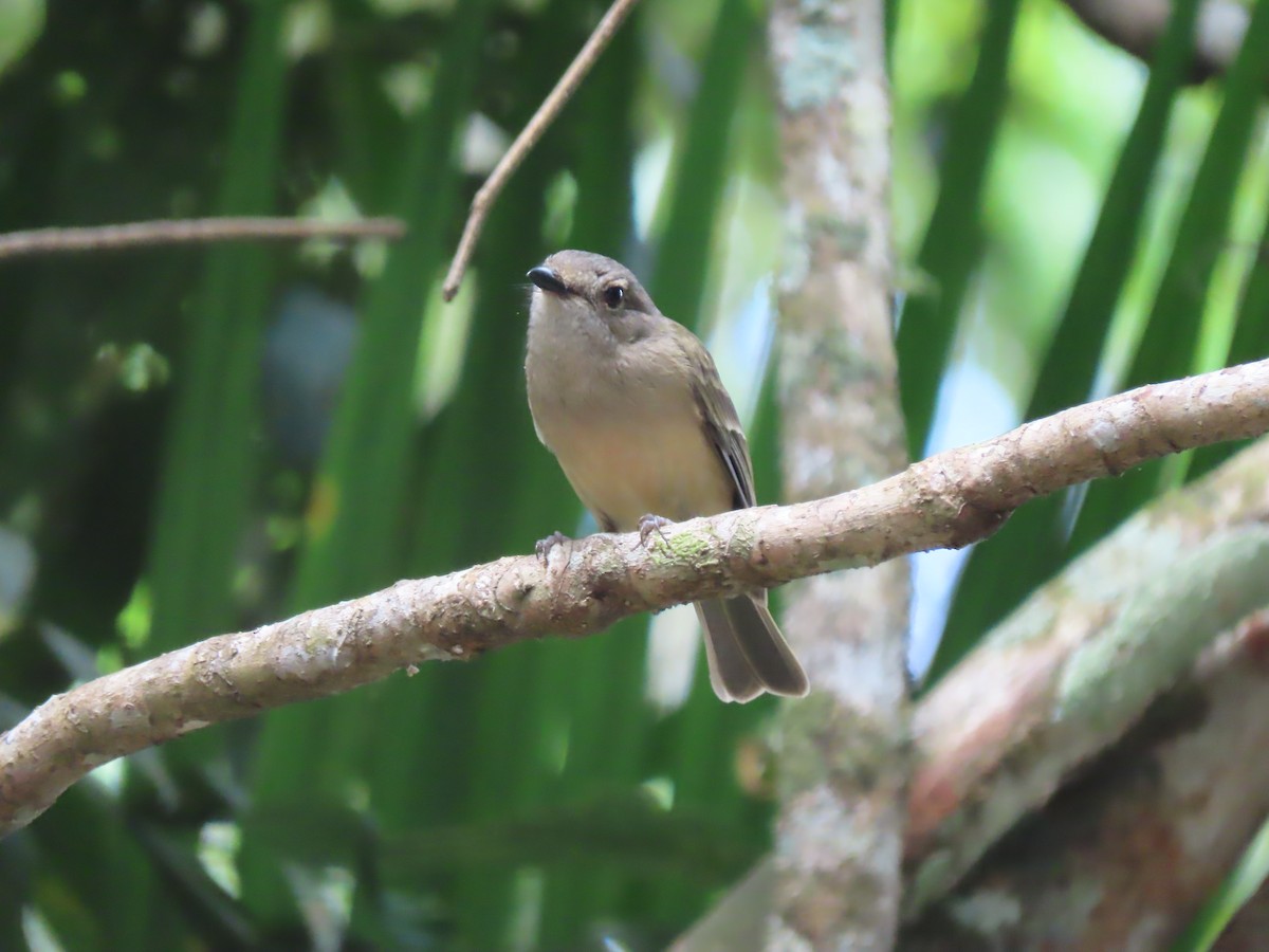 Golden Whistler (Eastern) - ML625742950