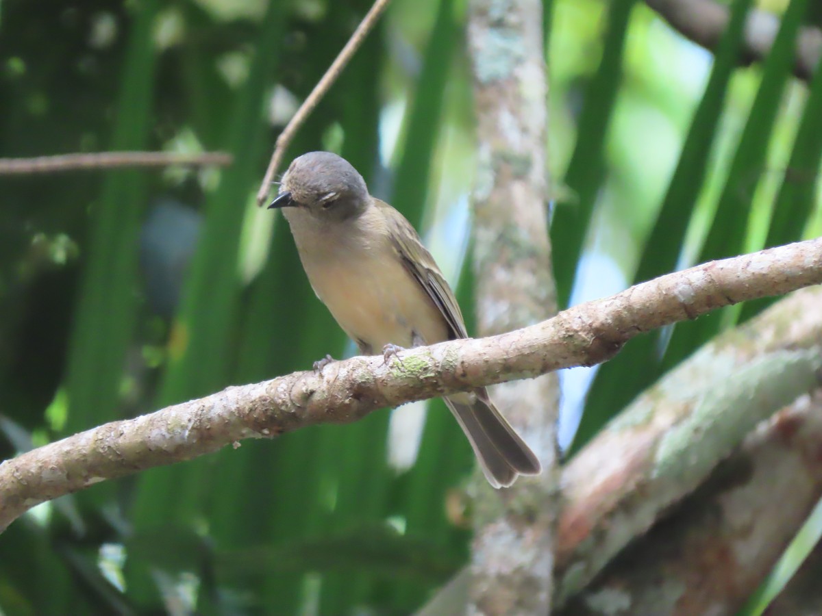 Golden Whistler (Eastern) - ML625742951