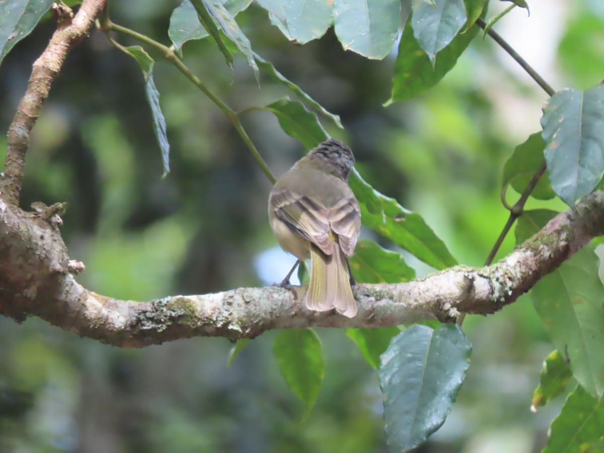 Golden Whistler (Eastern) - ML625742952