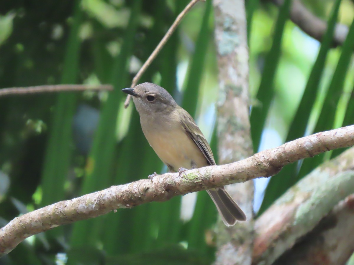 Golden Whistler (Eastern) - ML625742953