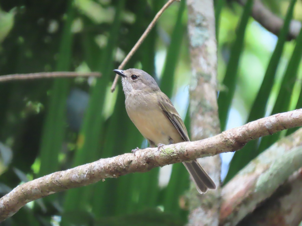 Golden Whistler (Eastern) - ML625742954