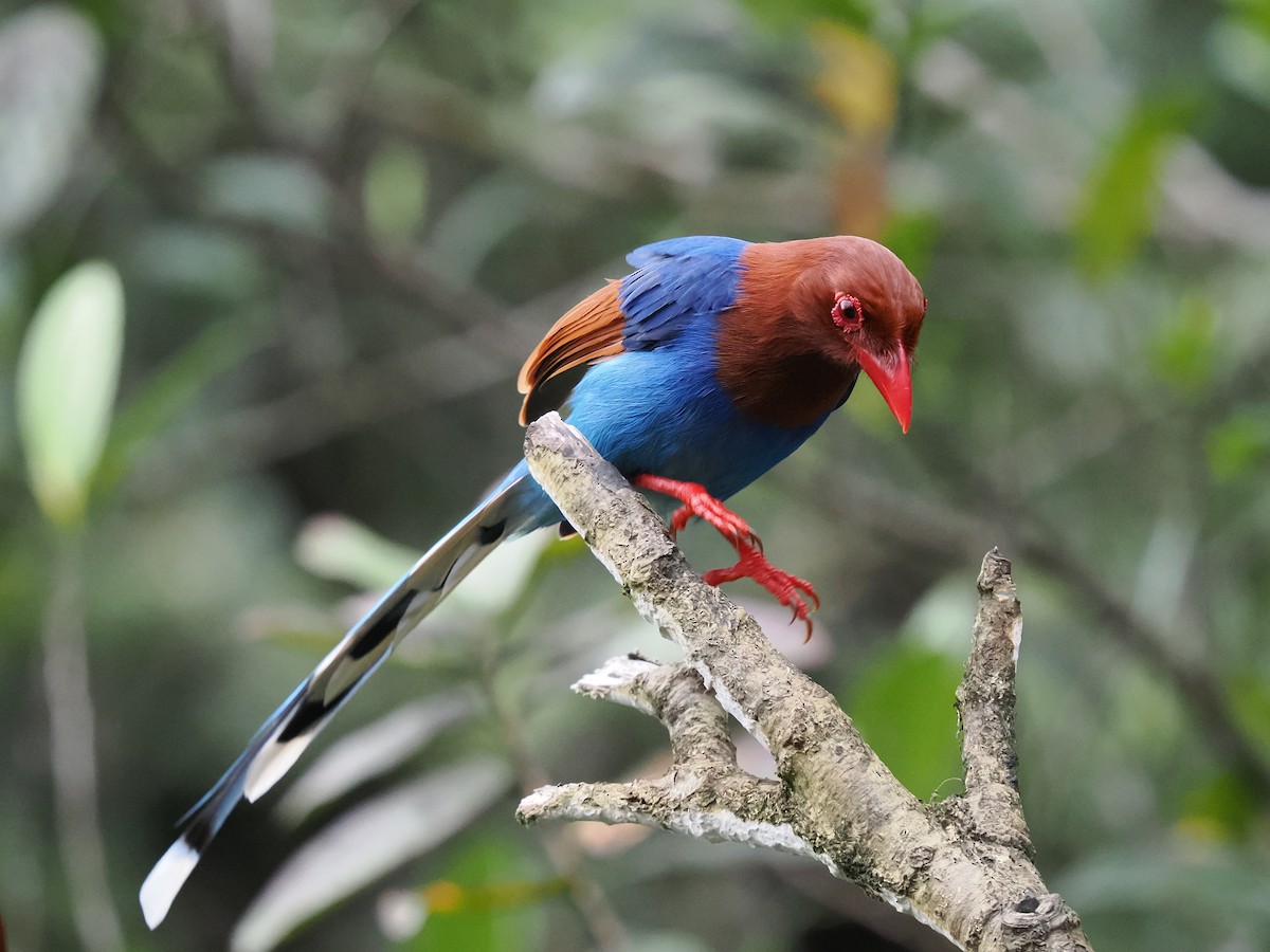 Sri Lanka Blue-Magpie - ML625742997