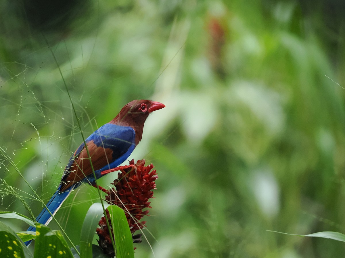 Sri Lanka Blue-Magpie - ML625742998