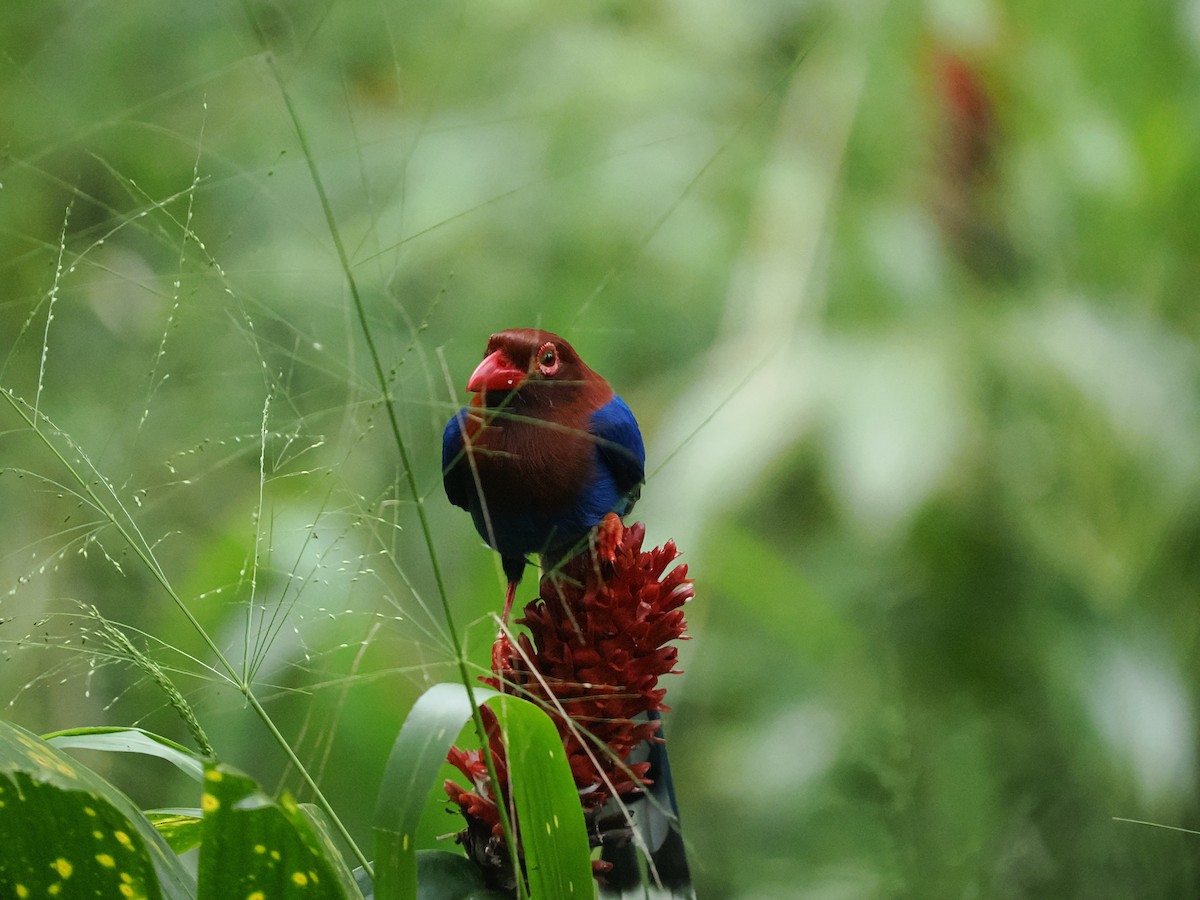 Sri Lanka Blue-Magpie - ML625742999