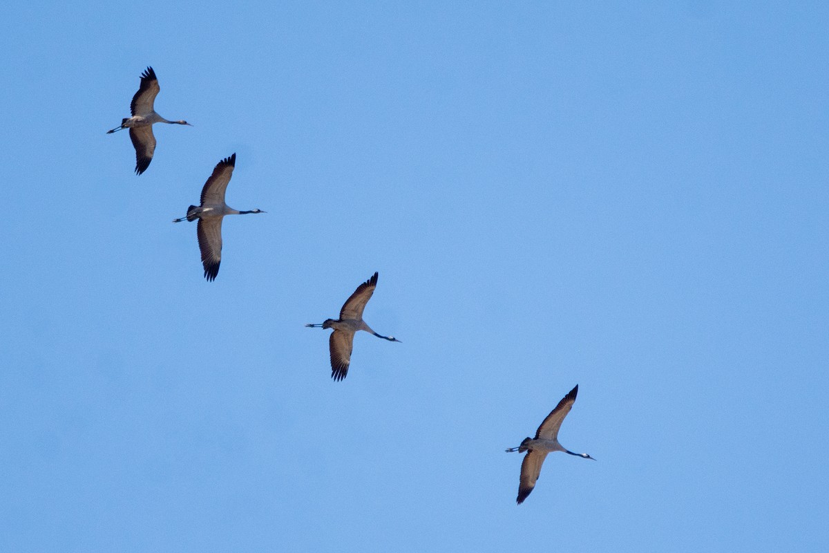 Common Crane - ML625743106