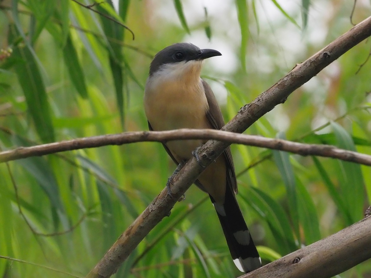 Dark-billed Cuckoo - ML625743415